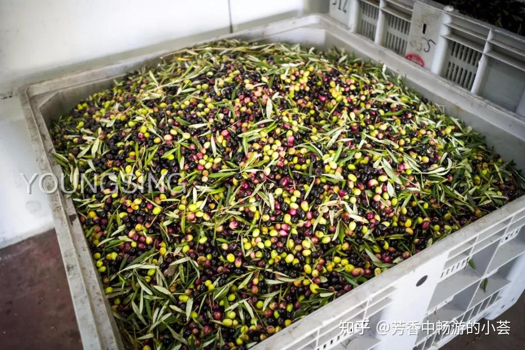 天然香料加工方法,天然植物萃取方法有哪些? - 知乎