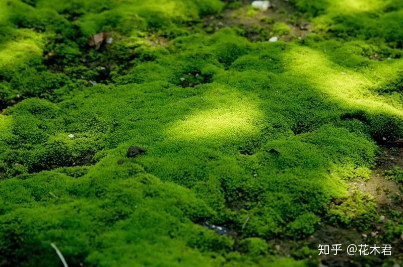 泥炭藓亚纲(sphagnidae),黑藓亚纲(andreaeidae)和真藓亚纲(bryidae)