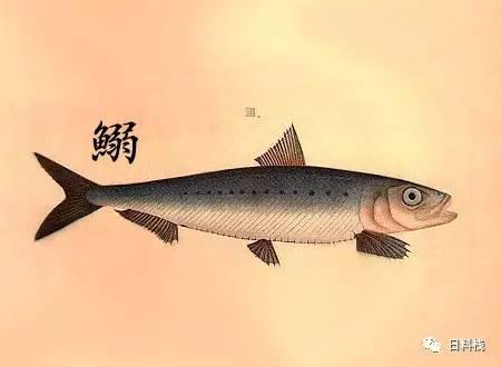 鰯 关于紫式部吃沙丁鱼的若干思考 知乎