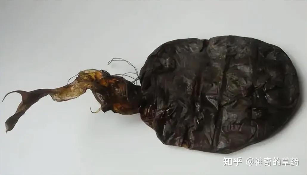 中药材:熊胆 - 知乎