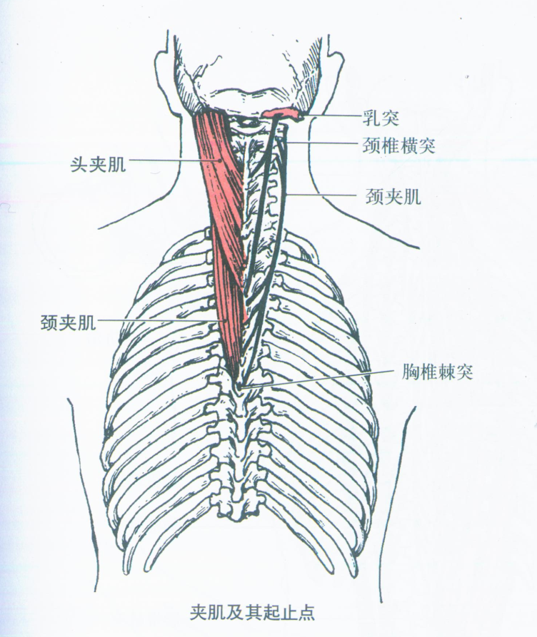 部位:在斜方肌,菱形肌和上後鋸肌的深面,分頭夾肌和頸夾肌.