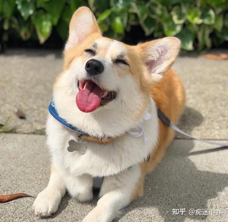 犬类中的“特殊”存在,你知道是哪些吗? - 知乎