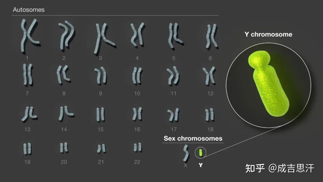 基因研究重大突破避免了美国人比中国人更了解中国人的尴尬