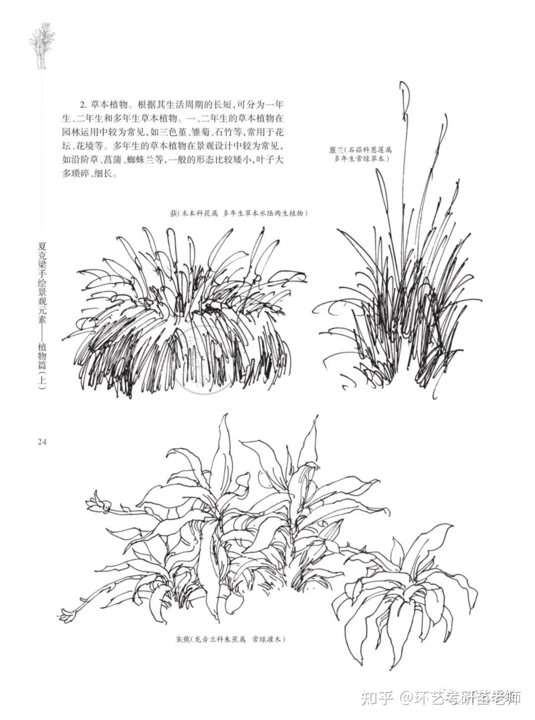 500种景观植物手绘临摹合集