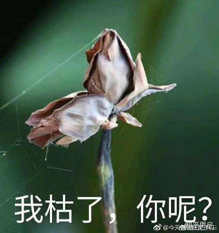 v2-fd45ca045938638d4a3c451c96e4d5e3_r.jpg