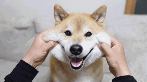 动图封面