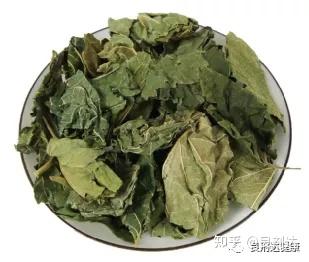 良剂达每日一味中药-桑叶 - 知乎