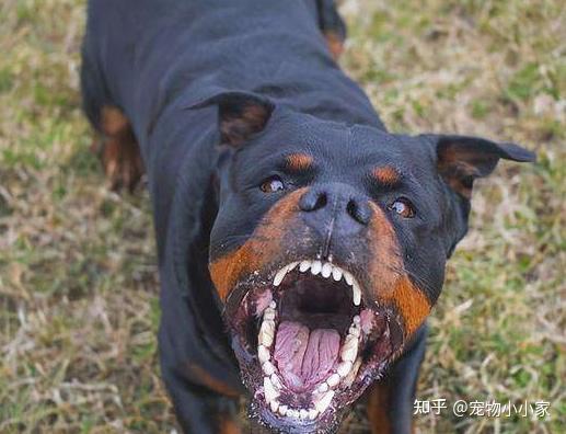 遭恶犬攻击别慌,冲着它这5个“脆弱部位”打,很见效! - 知乎