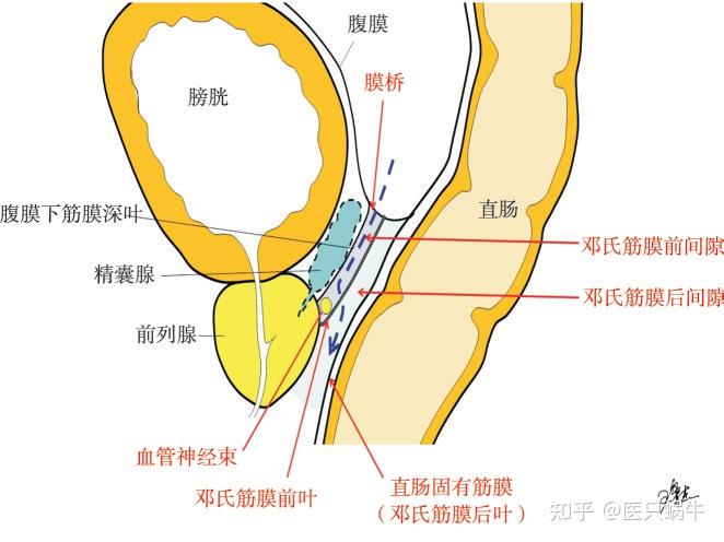 直肠系膜筋膜解剖图图片