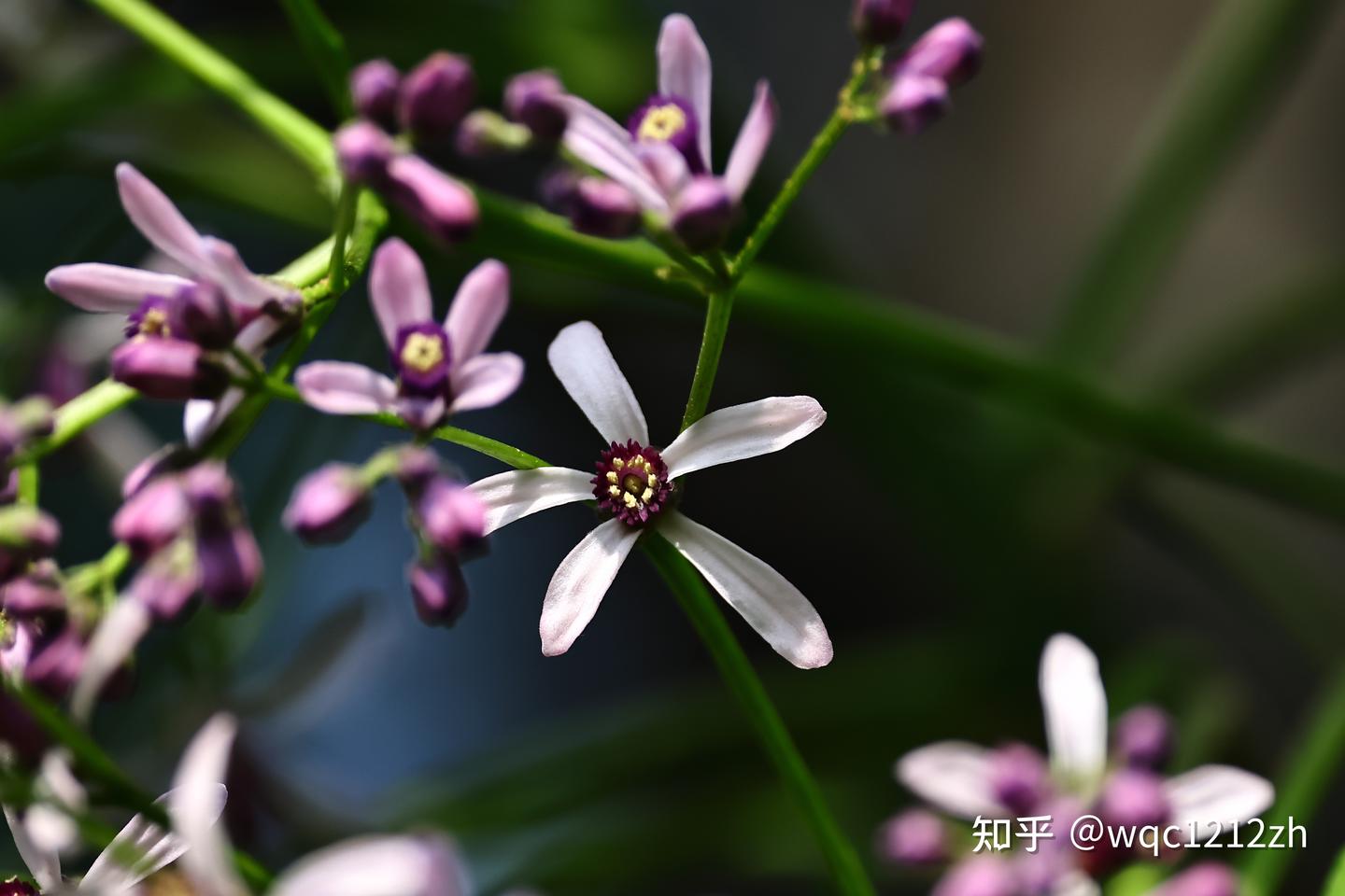 门前桃李都飞尽,又见春光到楝花