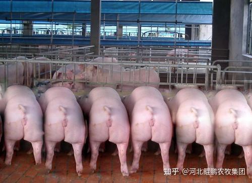 在正常饲养条件下,晴好温暖的气候,日增重在1公斤以上.