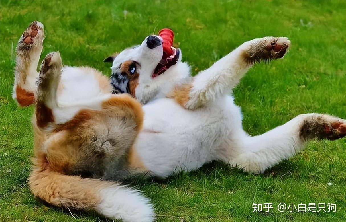 养狗久了才知道,它见到你就“躺下打滚”,是发送信号 - 知乎