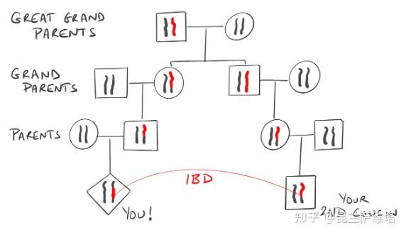 溯祖理论The coalescent（1） - 知乎