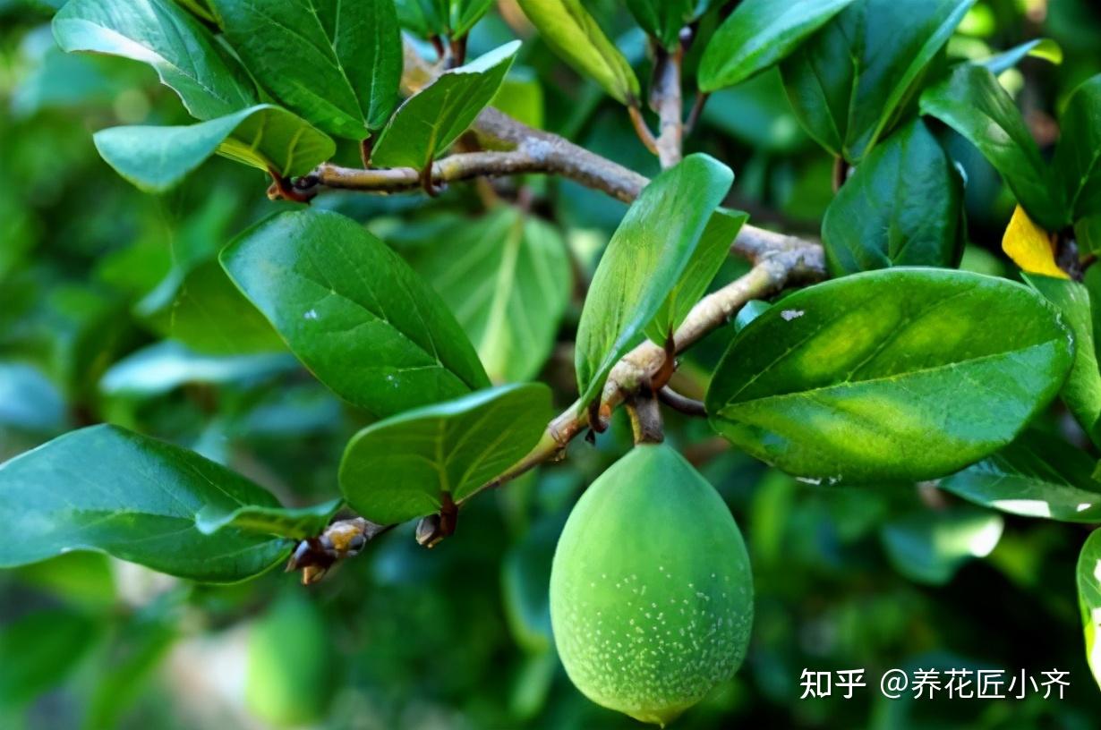 9种“奇怪”植物,不是长得怪而是名字怪,“念错”的人不在少数 - 知乎