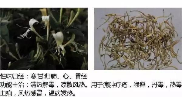 500余种中草药图  第76张