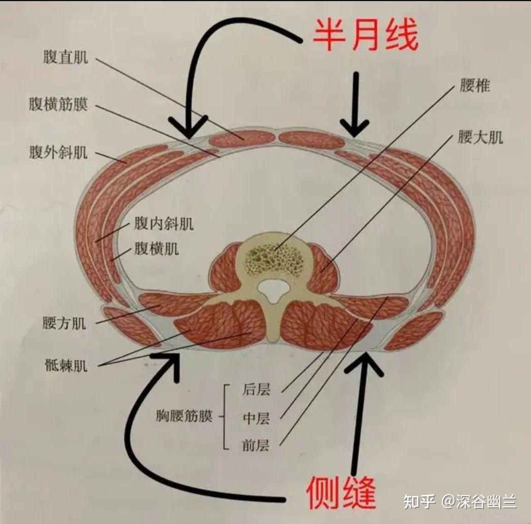 筋膜层解剖图图片