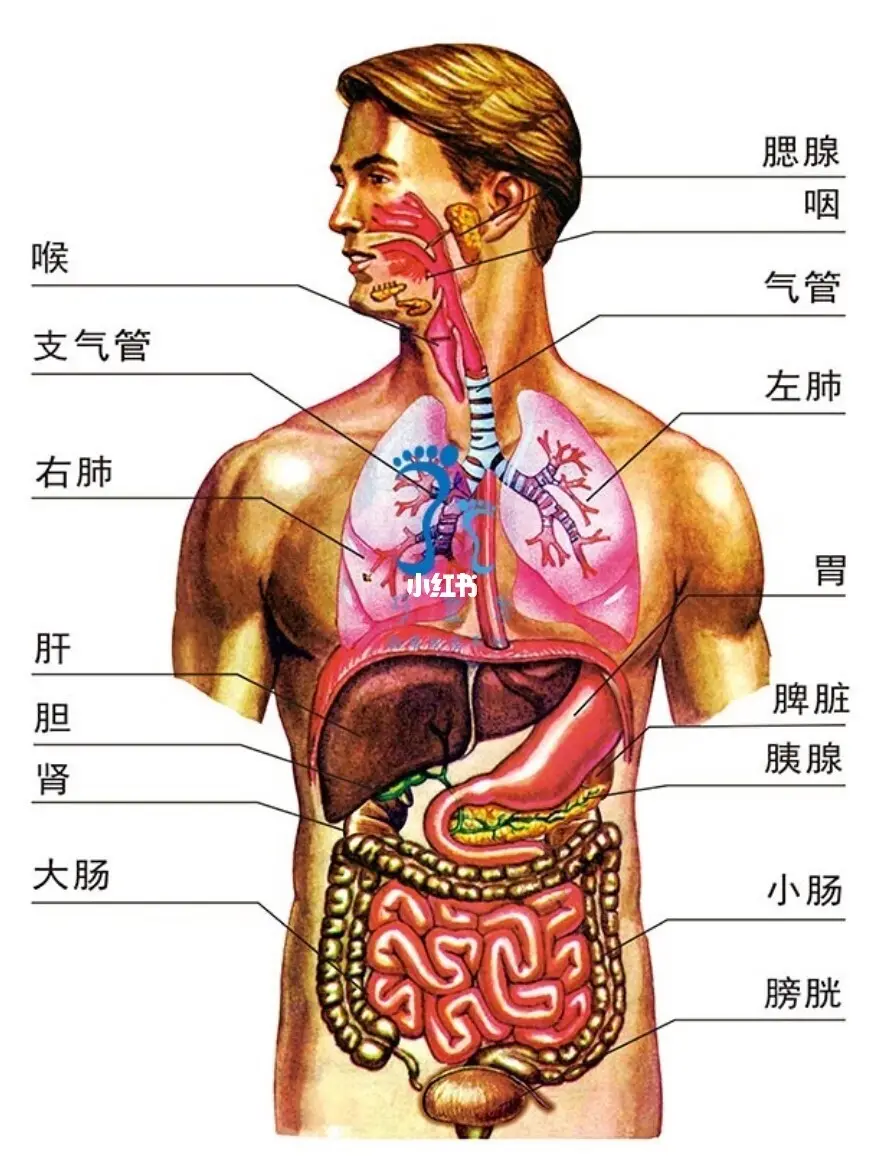 知识 人体五脏六腑科普