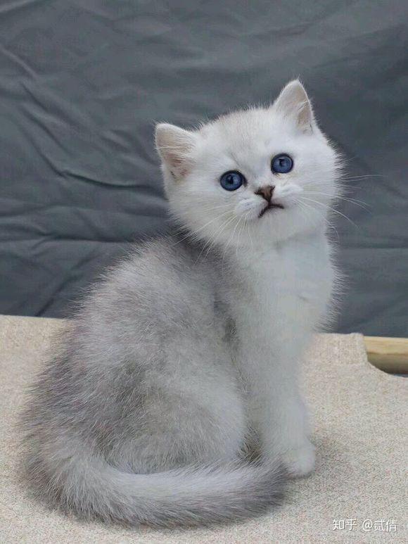 每天带你了解一种猫——银渐层