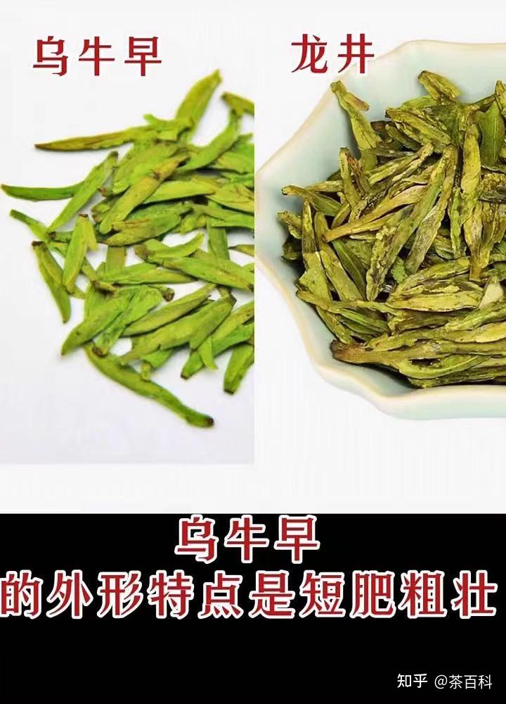 乌牛早茶属于什么茶图片