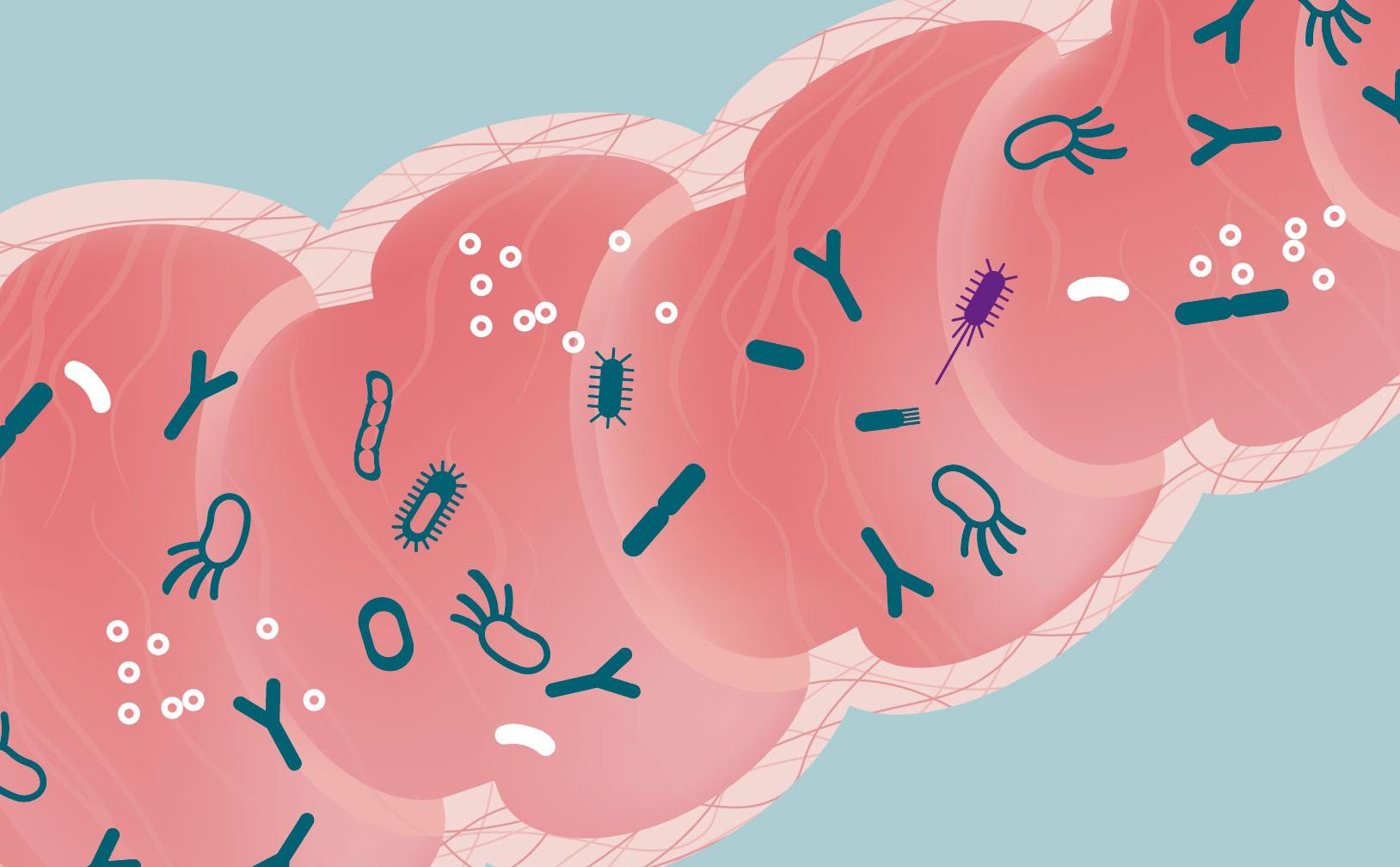 肠道上皮细胞之间依靠连接蛋白,紧致而整齐地排列着,阻止微生物和食物