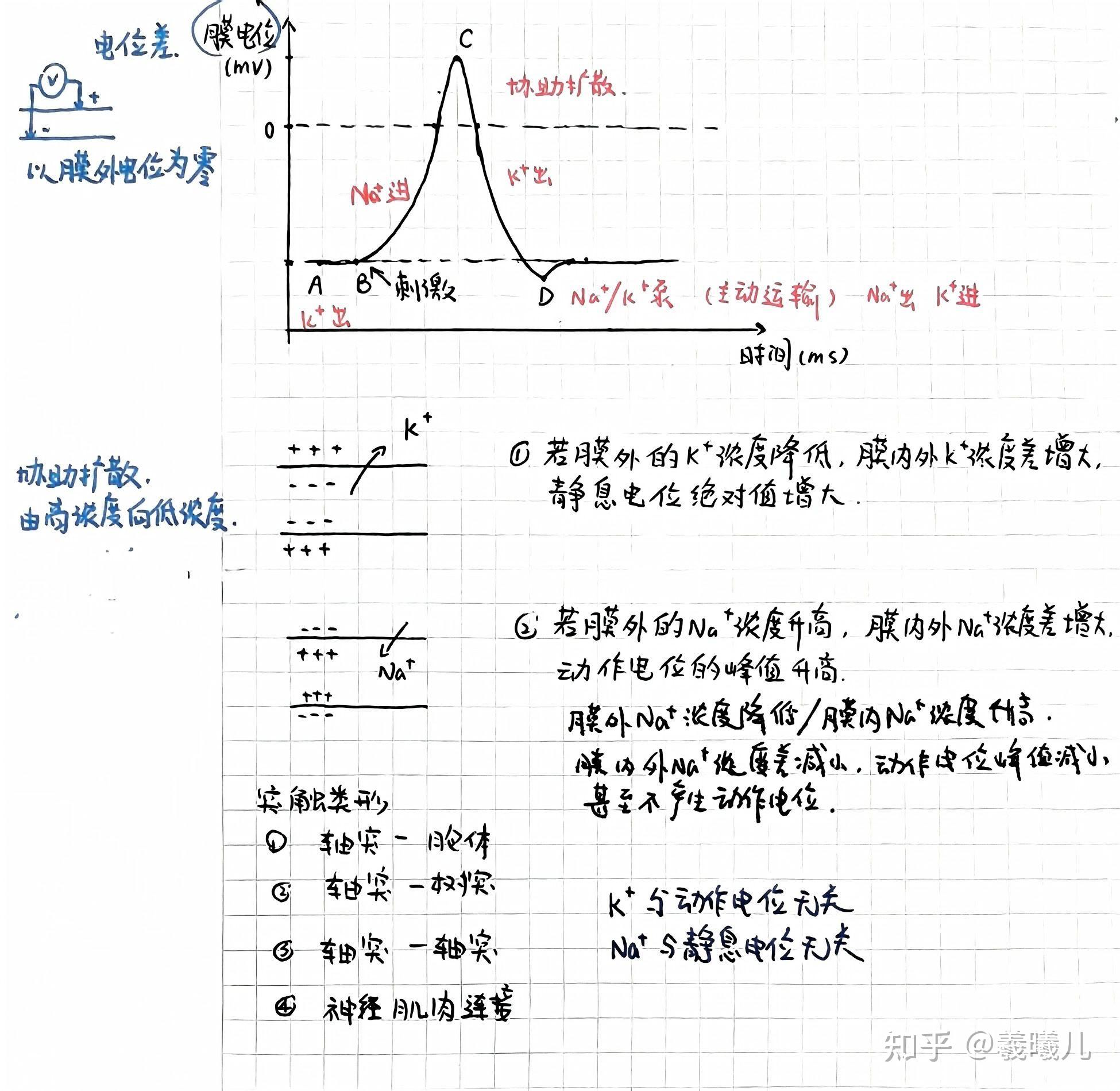 动作电位神经纤维图片