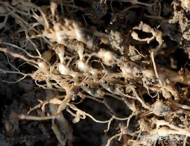 西瓜得了根结线虫还能治吗根结线虫治疗新处方根结线虫特效药