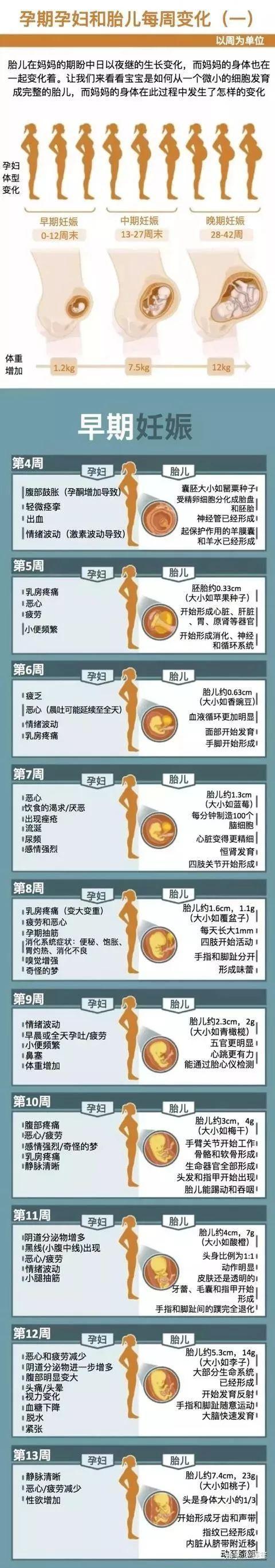 怀胎10月,原来妈妈和宝宝都要经历这么多变化 - 知乎
