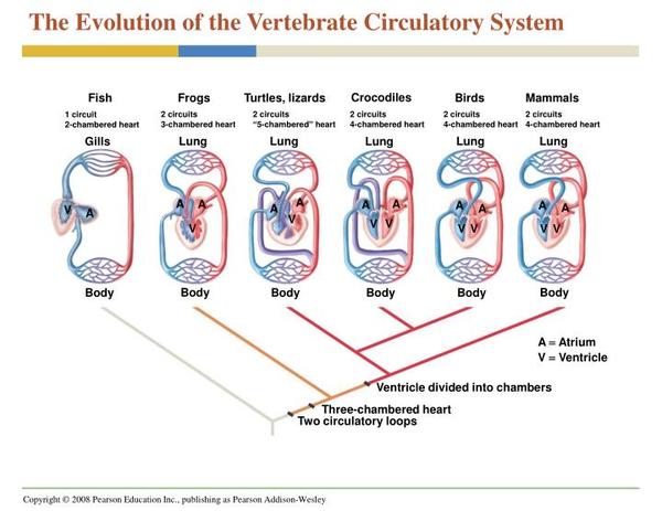 图说循环系统(Circulatory system)·脊椎动物 - 知乎