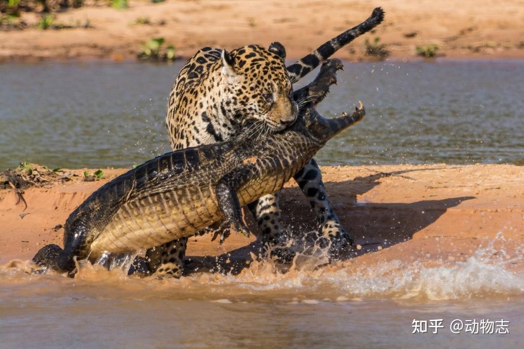 美洲豹:对抗剑齿虎200万年,被狮子全球追杀,龟缩南美逃过一劫(美洲豹是国家几级动物)