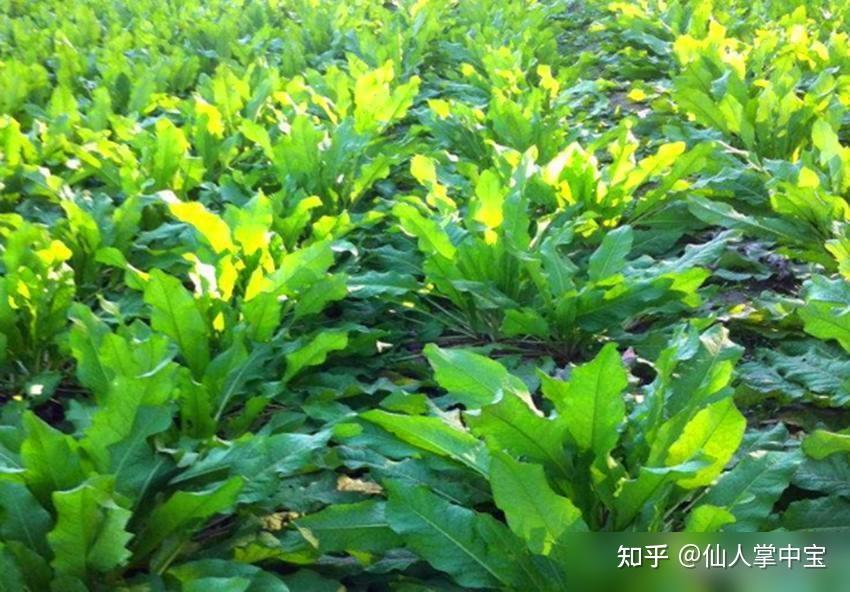 亩产20吨,蛋白含量远超玉米小麦!被称为“植物金矿”的草是啥? - 知乎