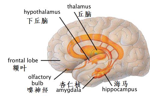 赣州红旗大道惠耳助听器——听觉剥夺效应对听力康复的影响!