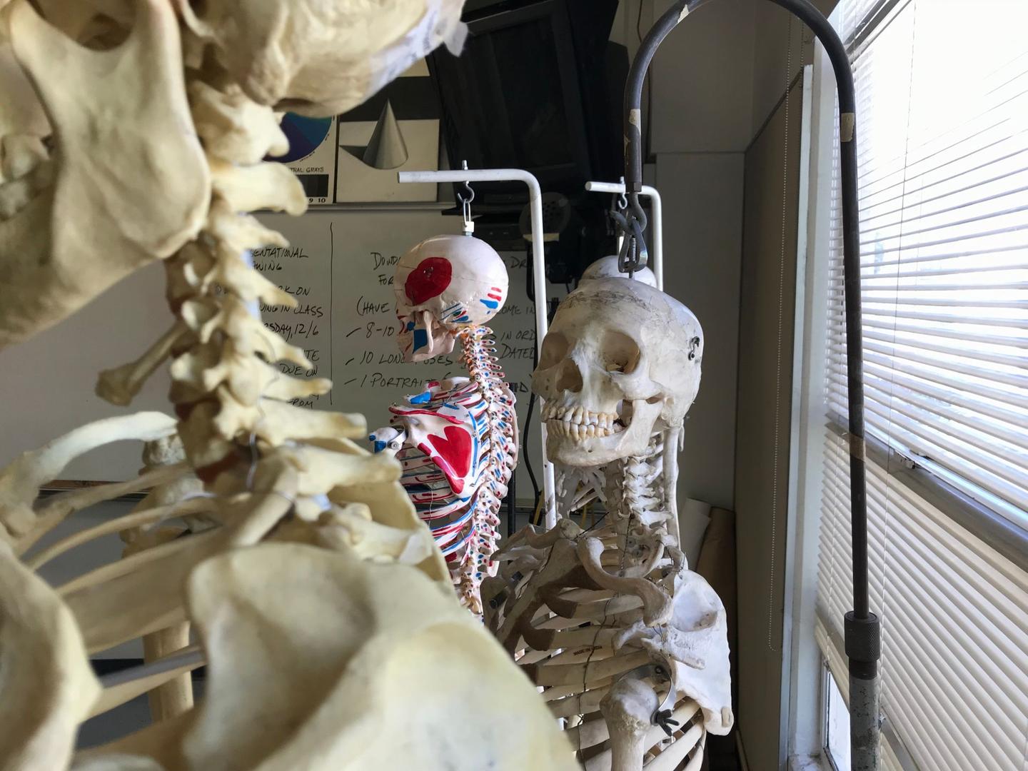 都市传说 生物教室的人体模型 知乎