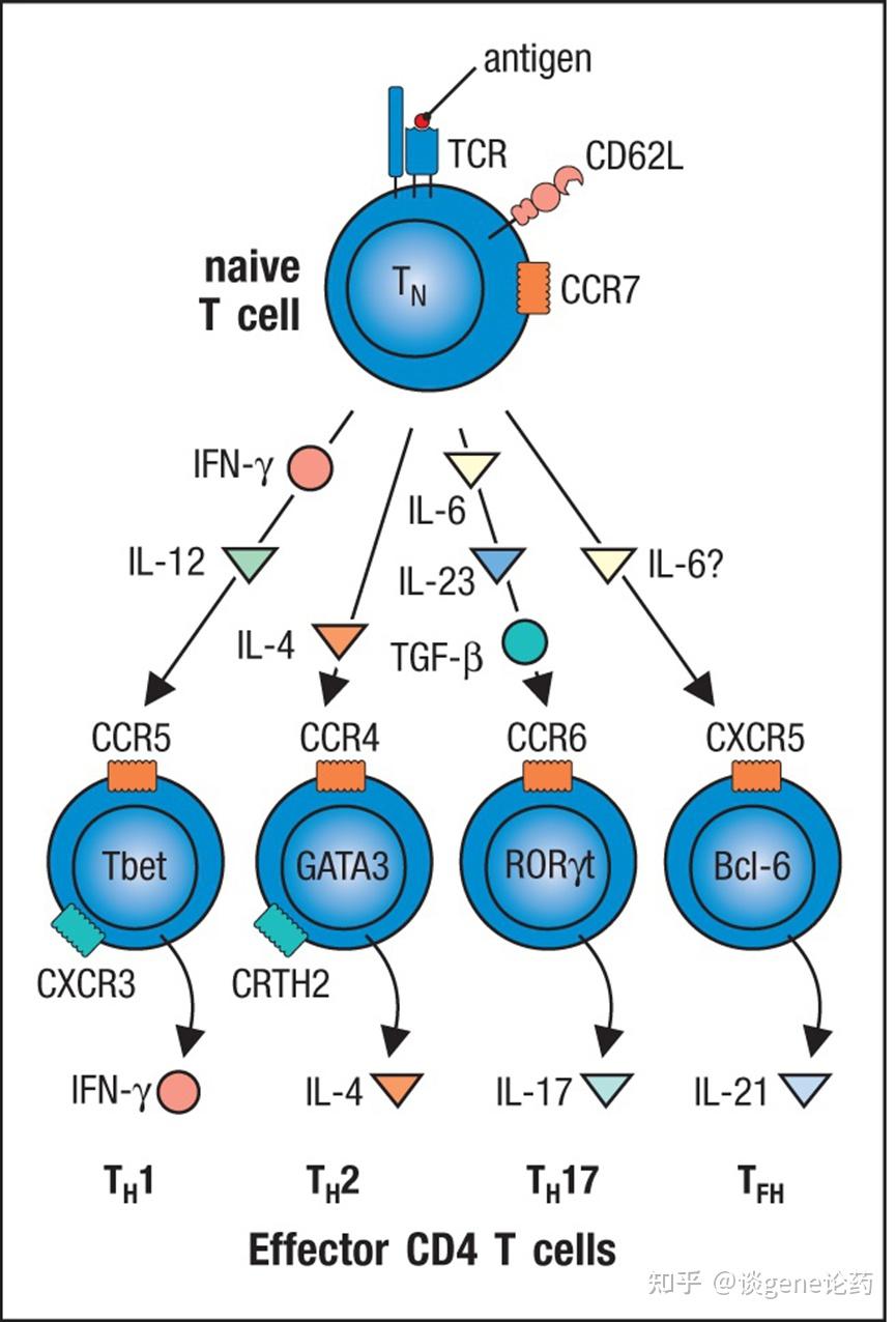效应 CD4 T 细胞增强固有免疫细胞的效应功能(一) - 知乎