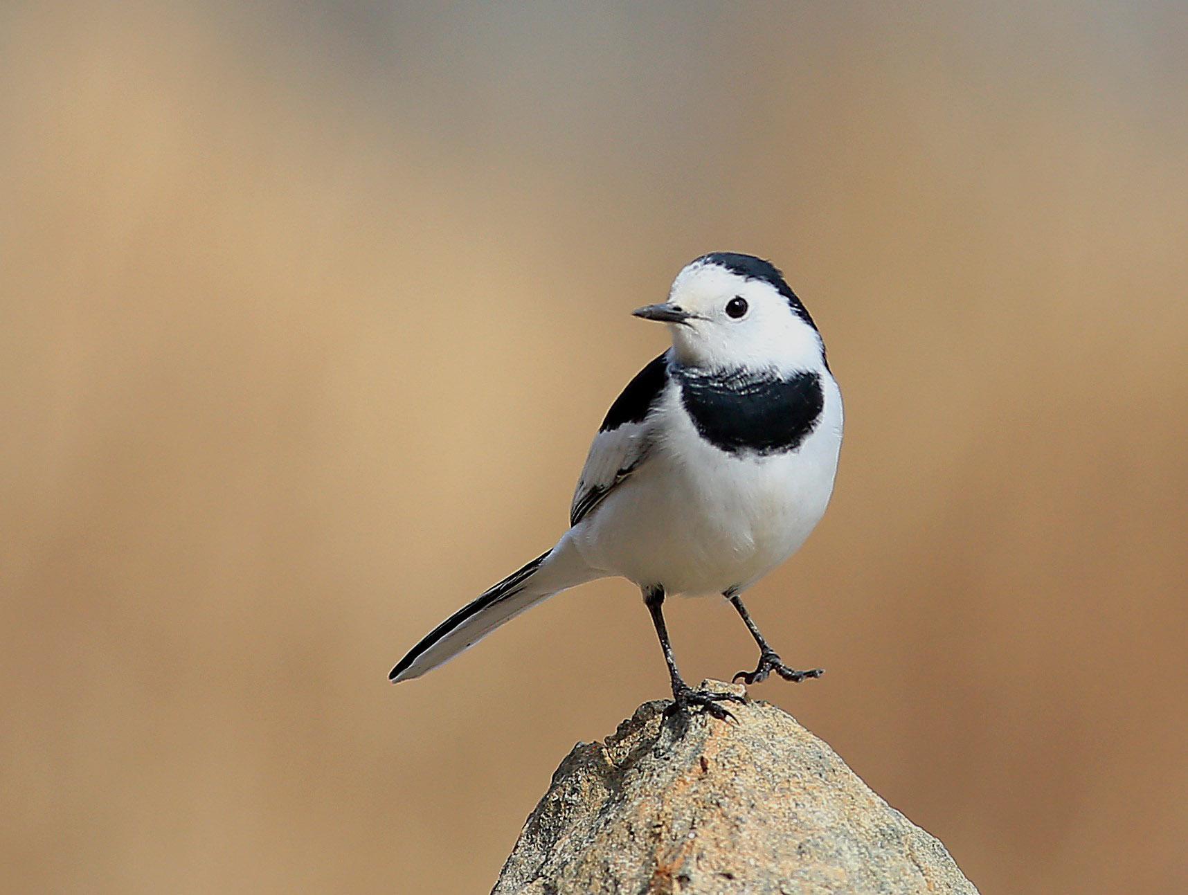 两颊白色,形态大小如麻雀,全身黑白相间,鸣声婉转.这是什么鸟? - 知乎