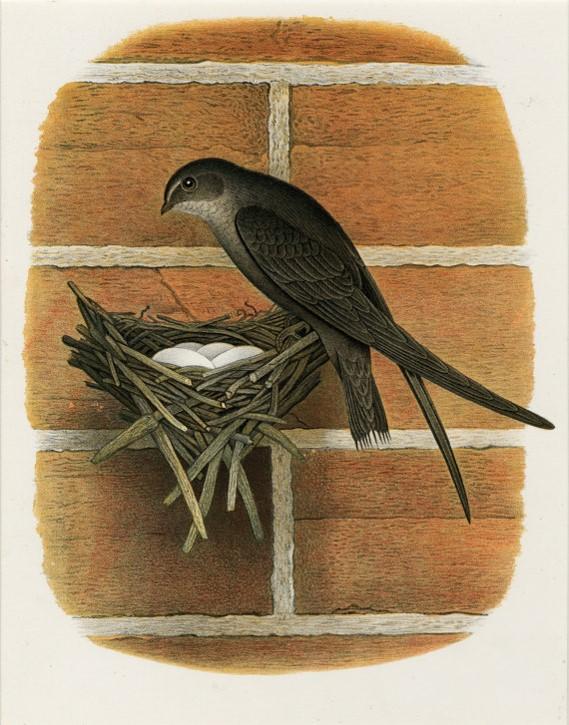 22 分钟,1817 只雨燕,相继飞入一个烟囱,如同魔法一般