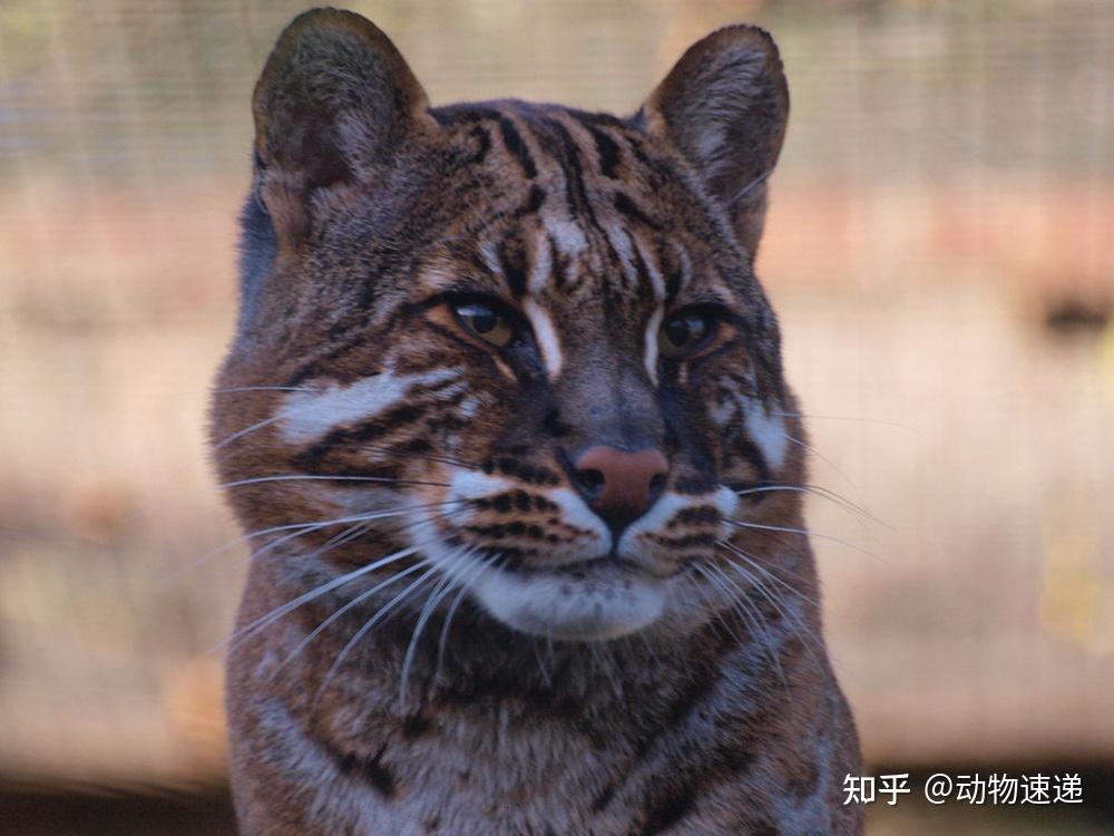 中國是一個地大物博的國家,全世界39種野生貓科動物裡面,我國就有12種