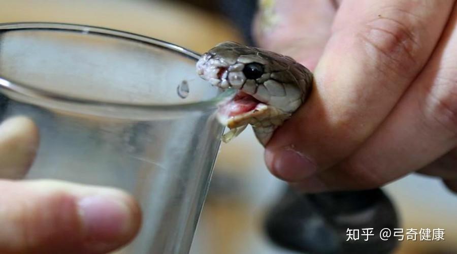 女子生吞蛇胆中毒!只因听信了朋友的"神偏方"