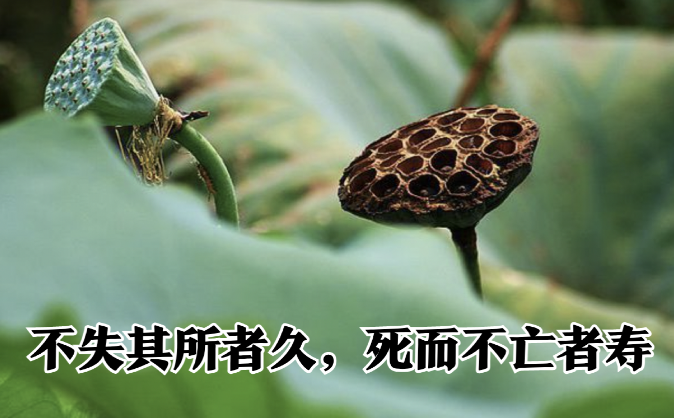 老子第三十三章读书笔记不失其所者久死而不亡者寿