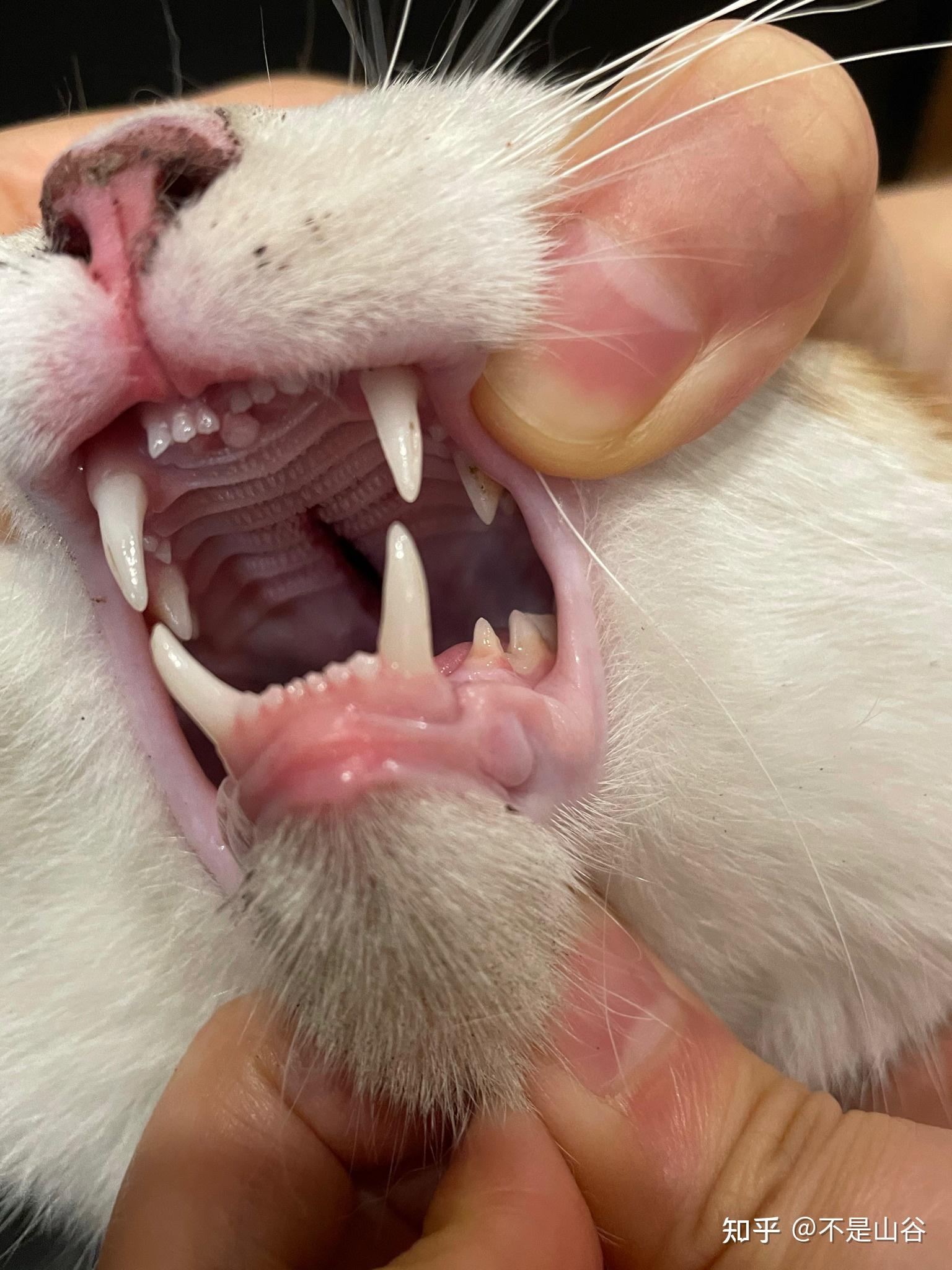 猫咪从6楼跌落上颚裂开恢复情况