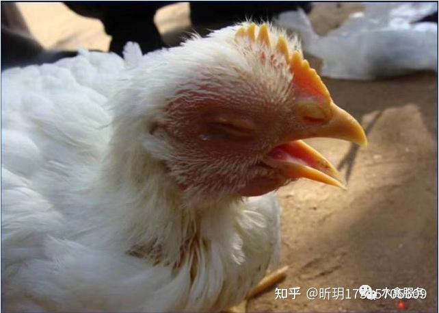 鸡一直张嘴巴怎么回事鸡一直张嘴喘气还能活么鸡伸脖子一喘一张嘴小鸡