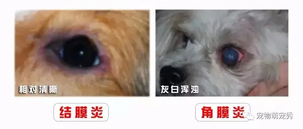 狗狗结膜炎角膜炎息肉樱桃眼治疗方法 宠物眼睑内翻倒睫毛流泪红肿怎么办 狗狗眼睛长了红色息肉 双偶网