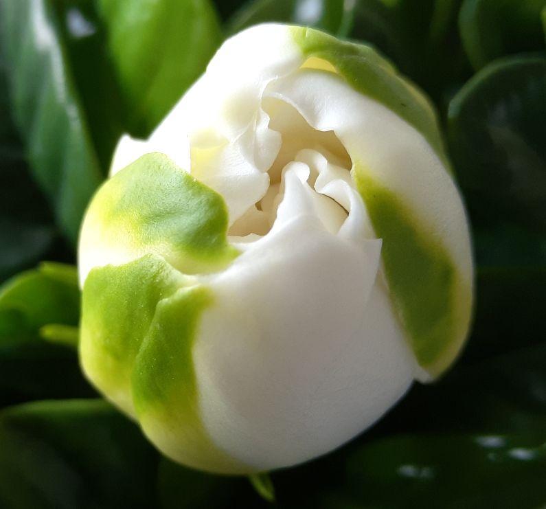 养花的乐趣在于它不知什么时候就给你带来惊喜