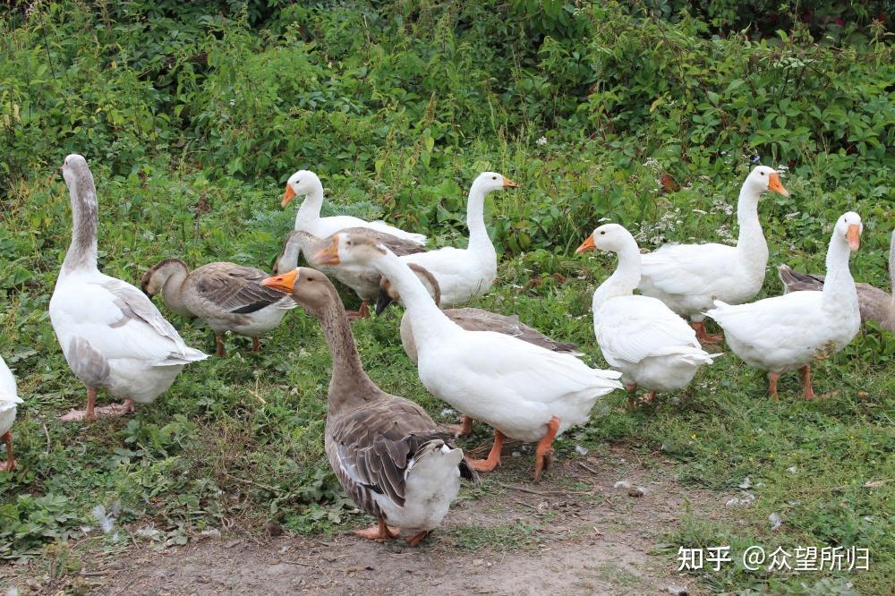 鹅的叫声不急不促,十分洪亮并有些严厉;鸭子叫声却短而连促,听起来
