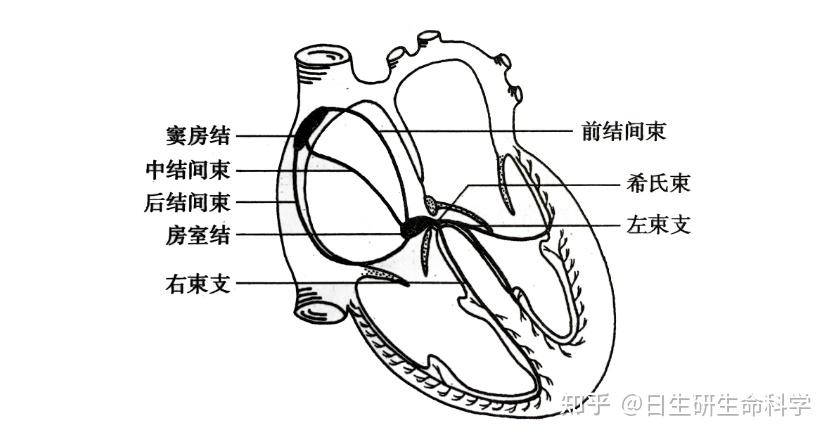 会"放电"的窦房结和能"导电"的结间束等心脏结构示意图