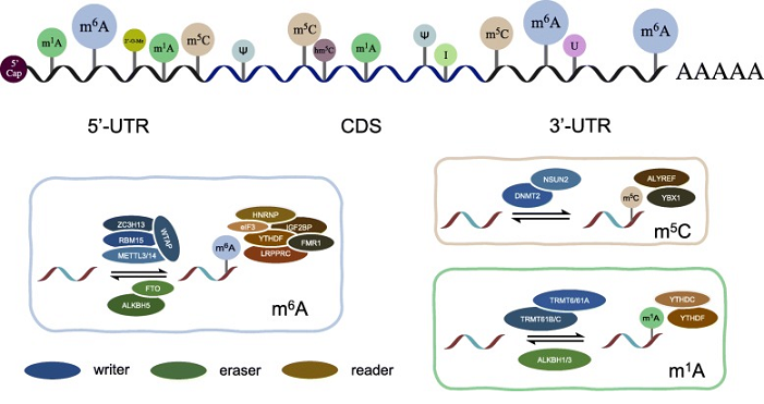 真核生物mRNA的加工修饰与转录调控（二） - 知乎