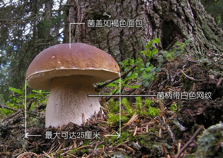 蘑菇记 以科学的名义 鉴别各种常见食用菌 知乎