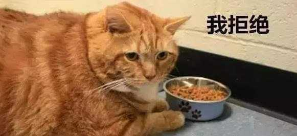 懒人养猫手册 猫粮里最重要的东西 知乎