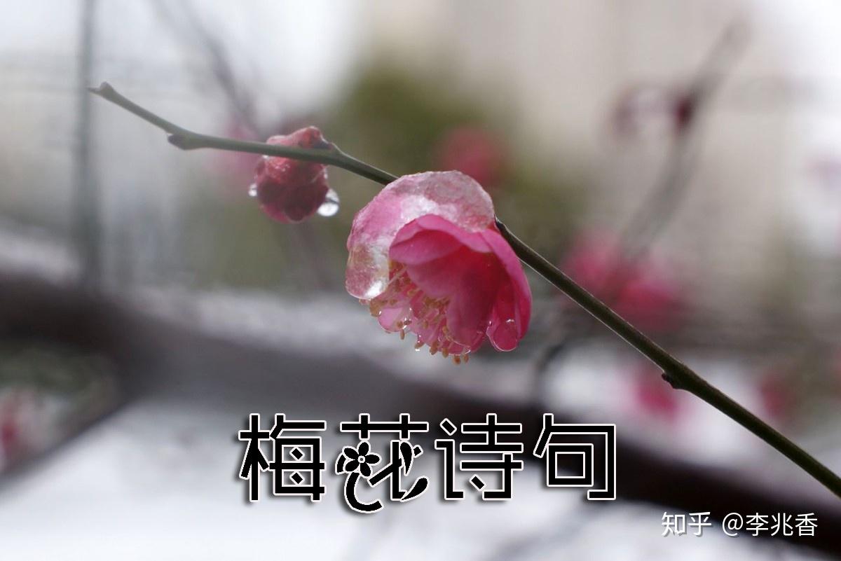 关于梅花的诗句经典名句赏析及白话文意思 - 知乎