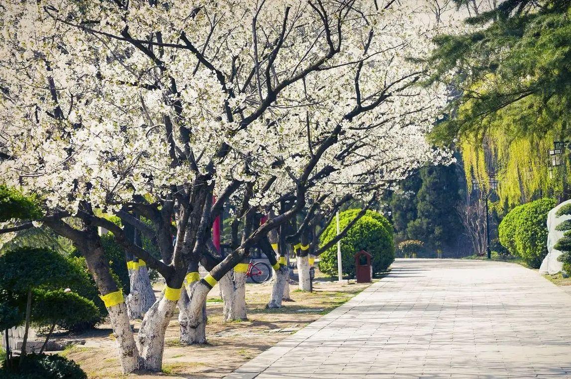 天津春游踏青好去处社会山樱花大道旅游指南低音号免费语音导游