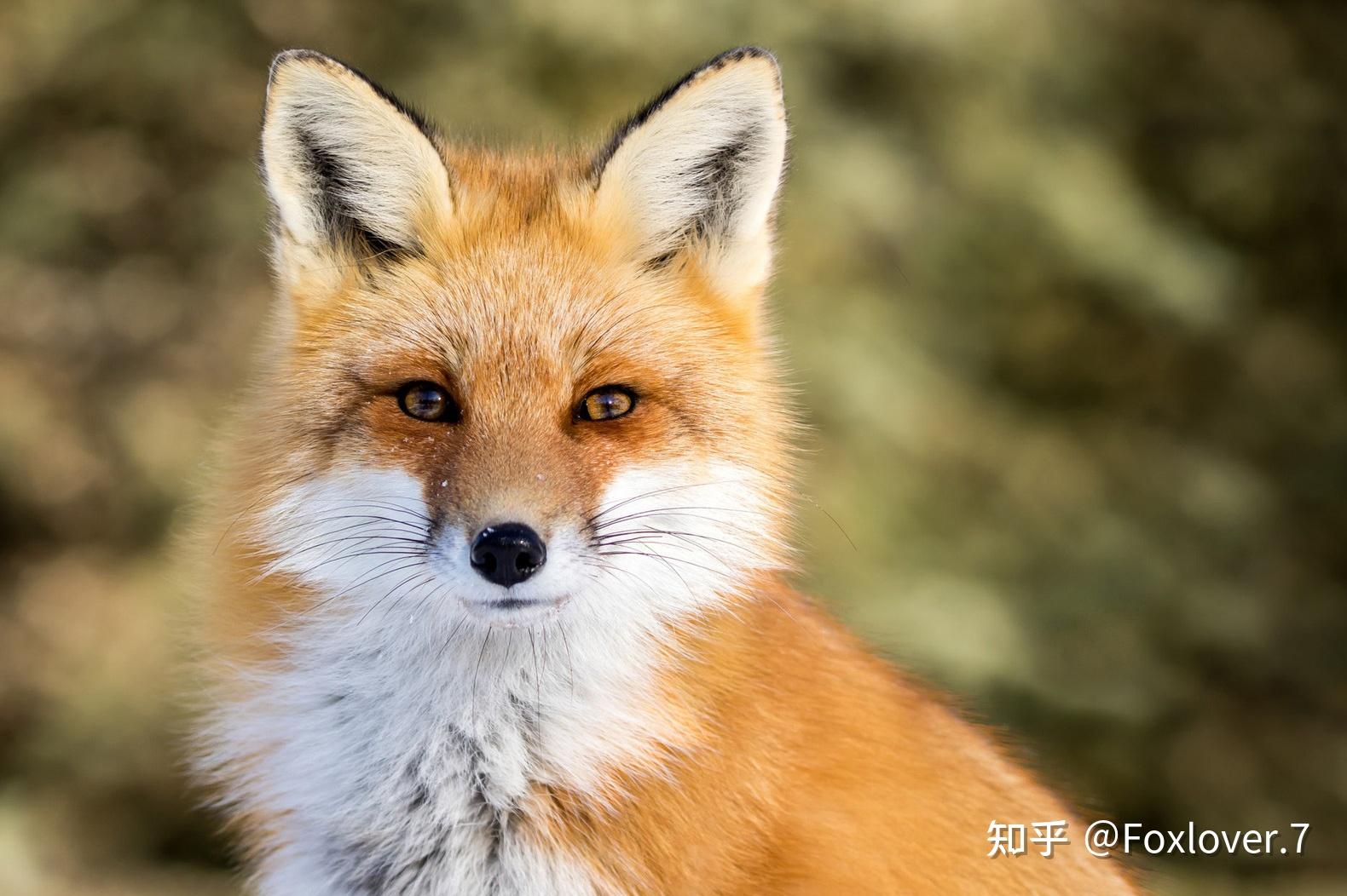 科普狐狸分类学下